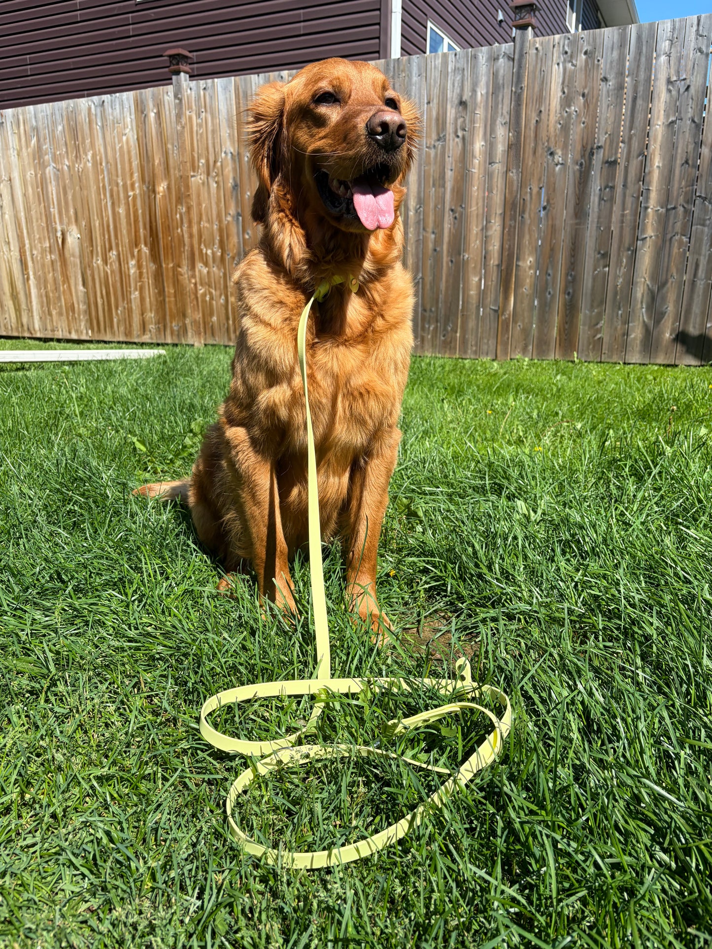 Hands-Free All-in-One Biothane Leash Lemonade