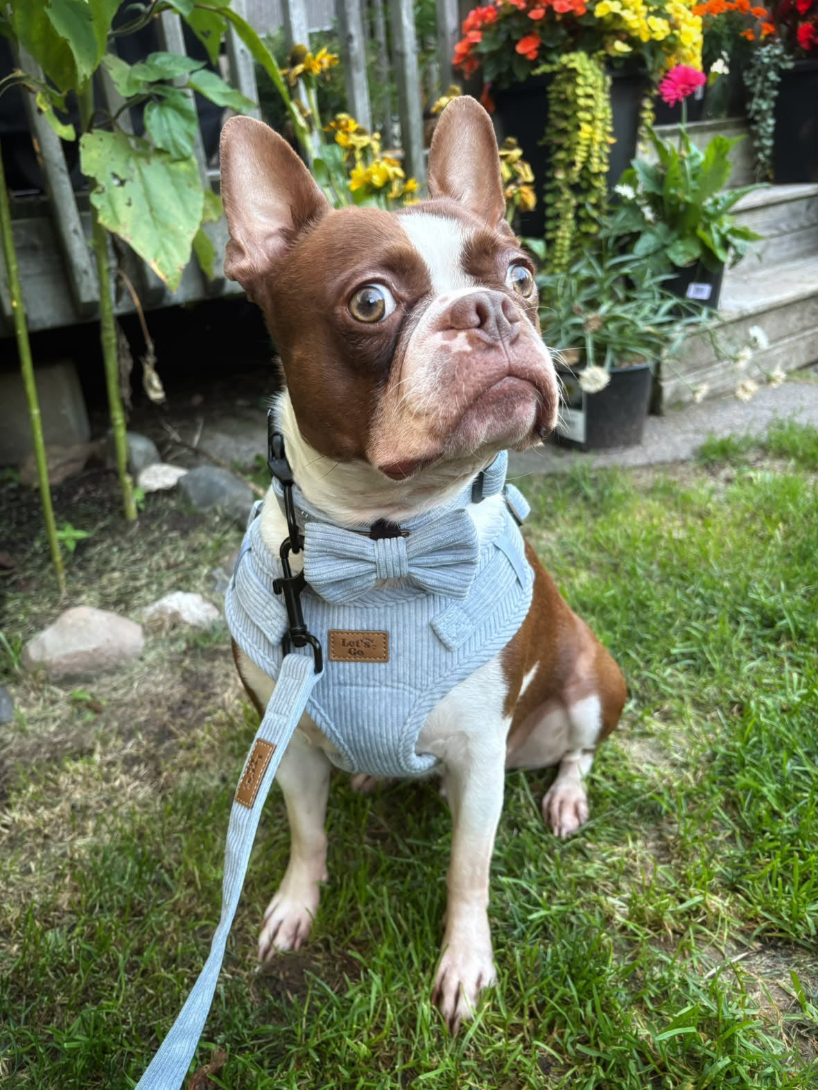 Steel Blue Corduroy Harness Bundle