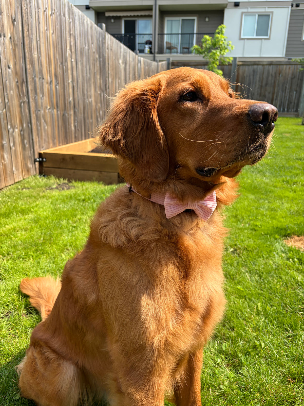 Corduroy Bow