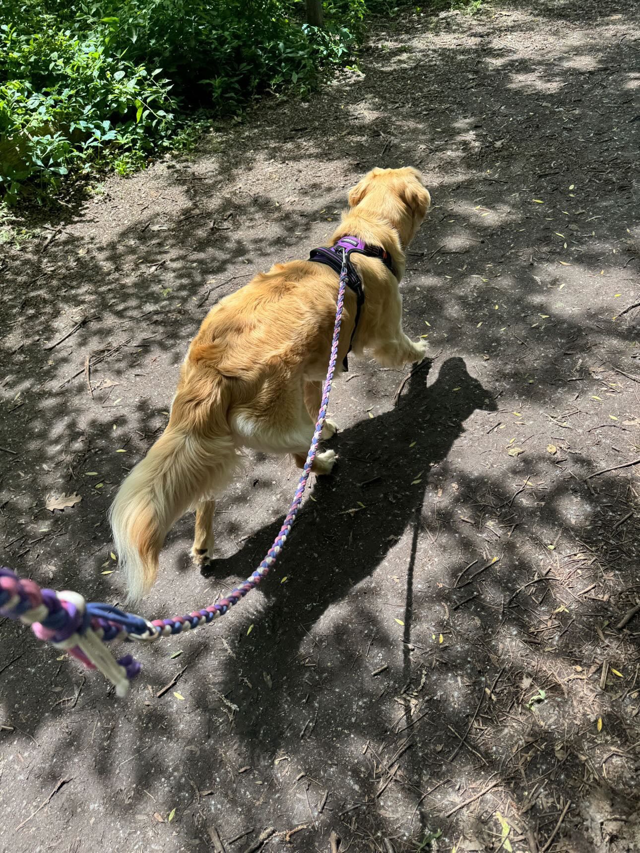 Bubblegum Bloom Paracord Leash