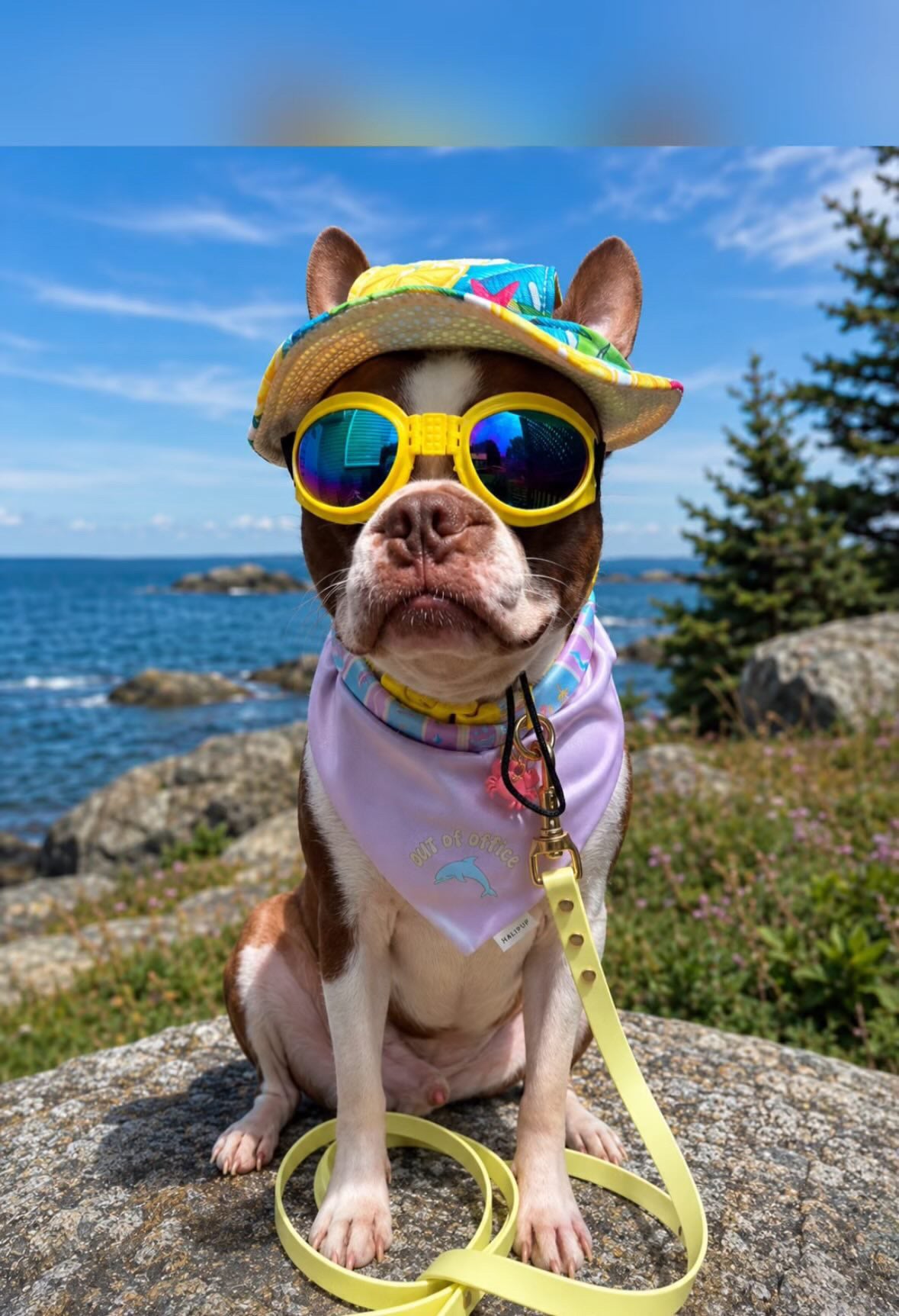 Classic Biothane Leash Lemonade (Seasonal Color)