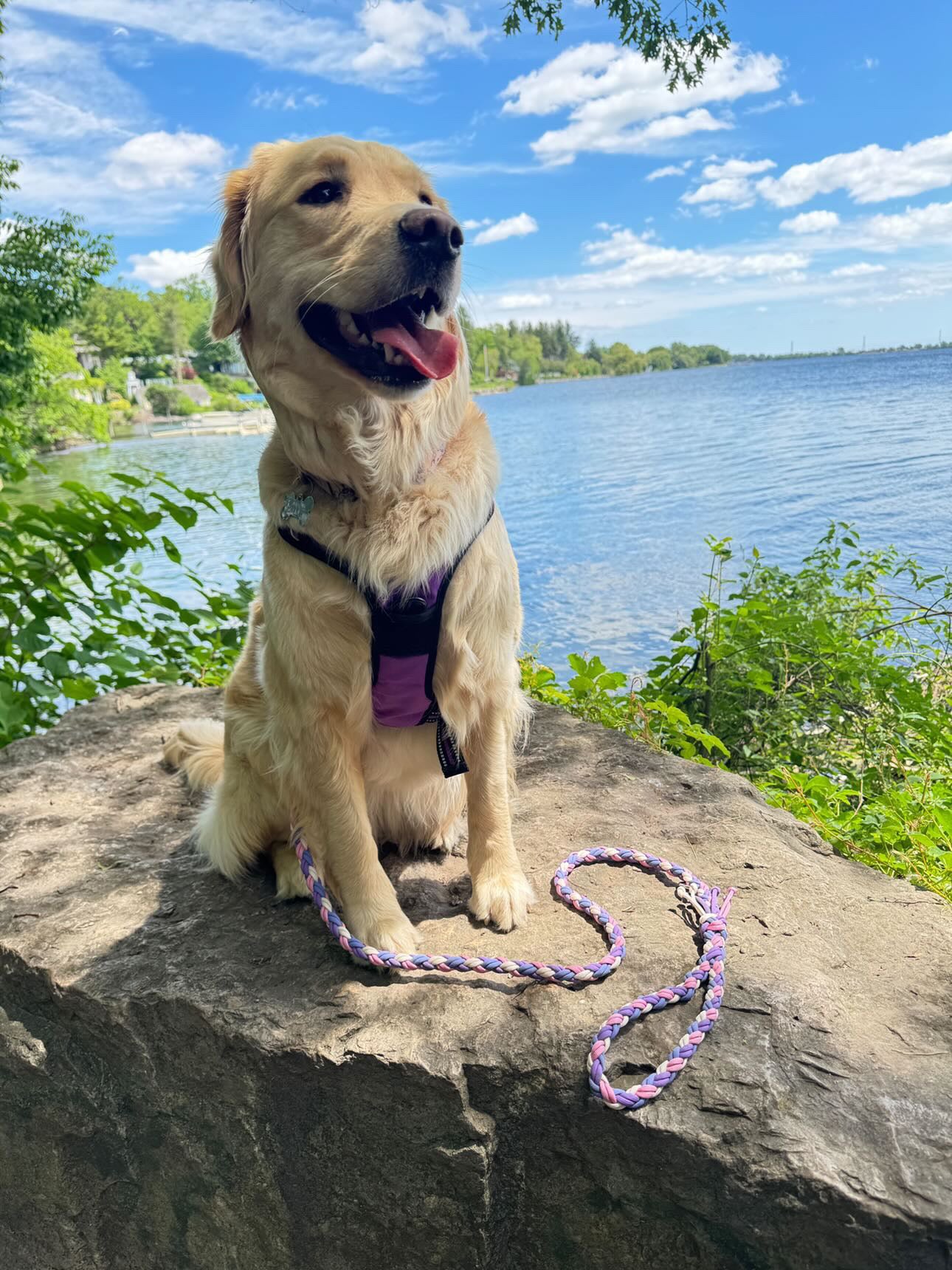 Bubblegum Bloom Paracord Leash