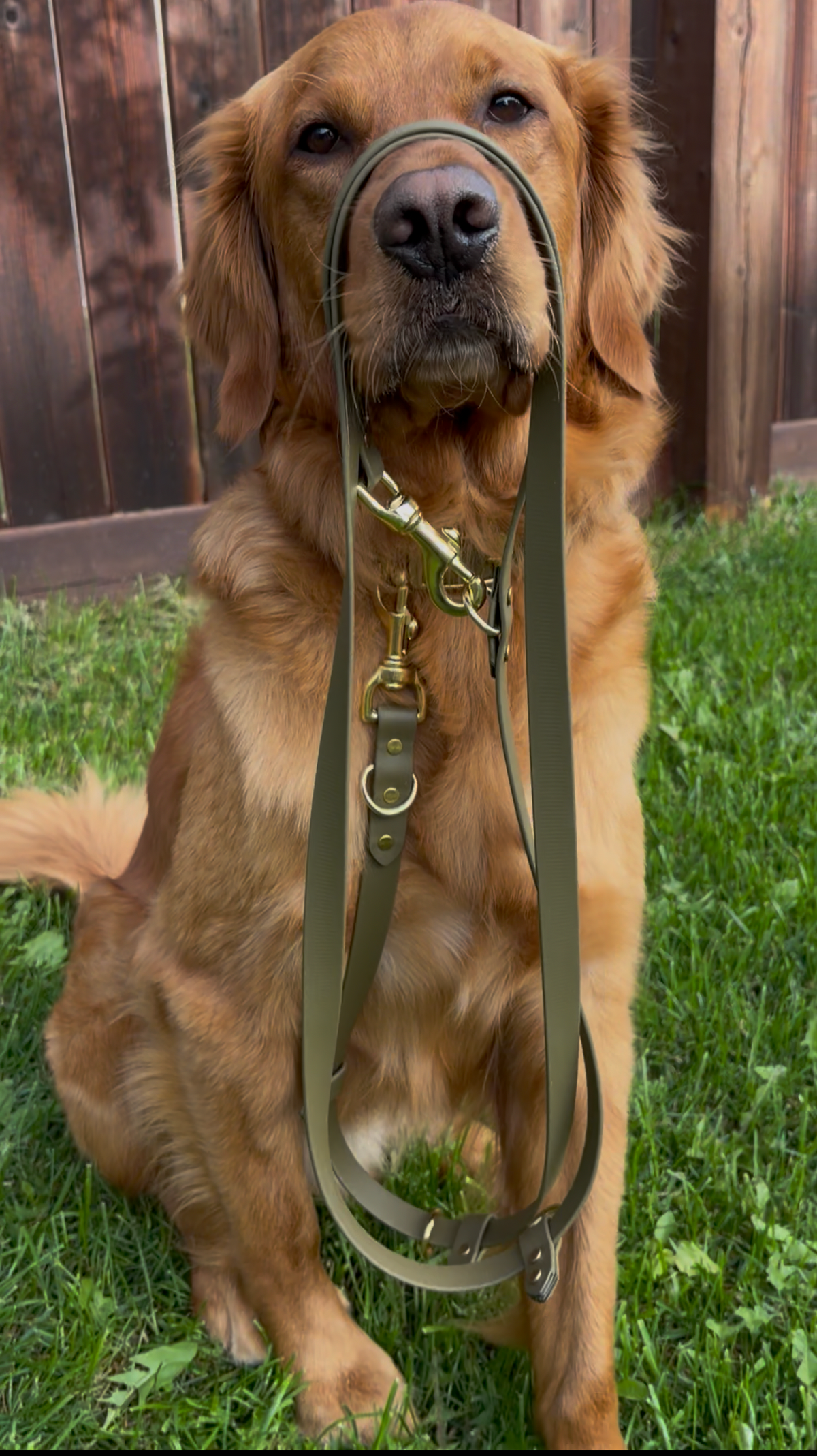 Hands-Free All-in-One Biothane Leash Olive