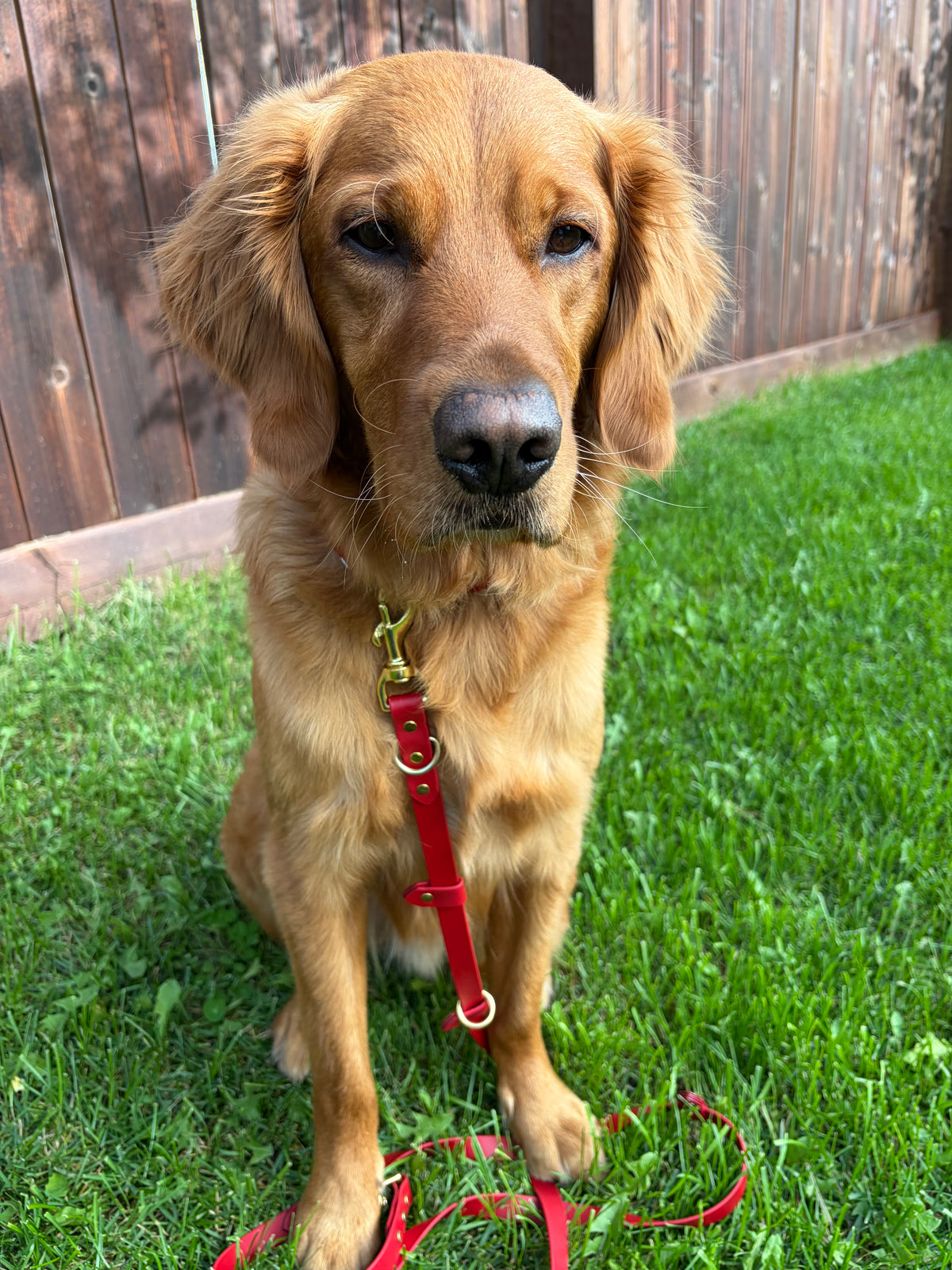 Hands-Free All-in-One Biothane Leash Cranberry