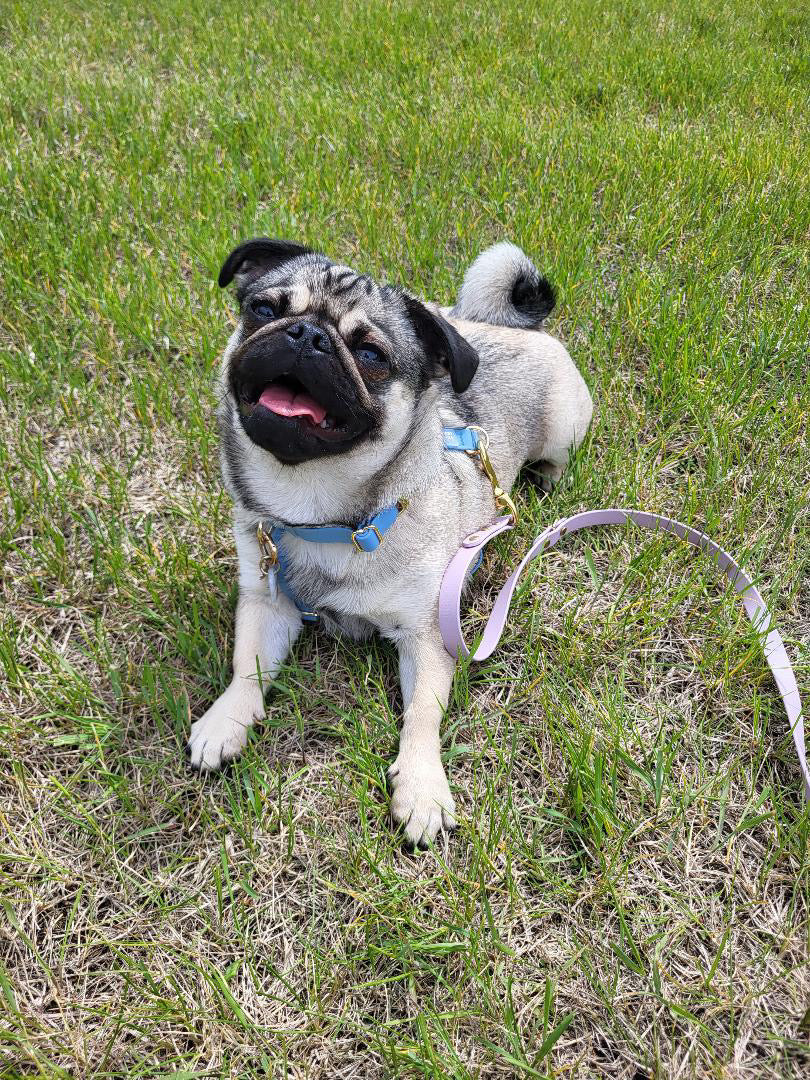 Classic Biothane Leash Lavender