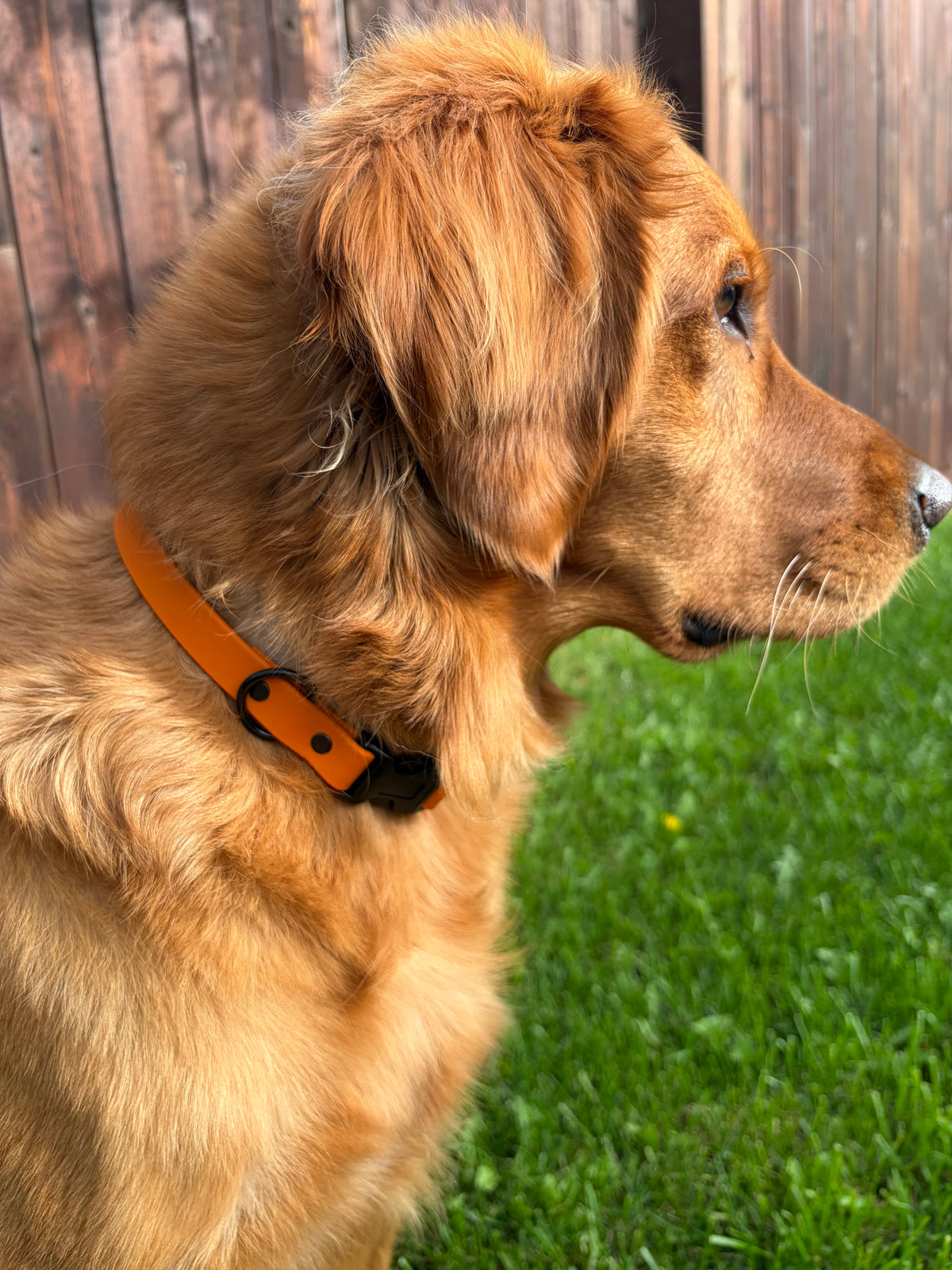 Fall Collection Quick Release Collar 3/4”