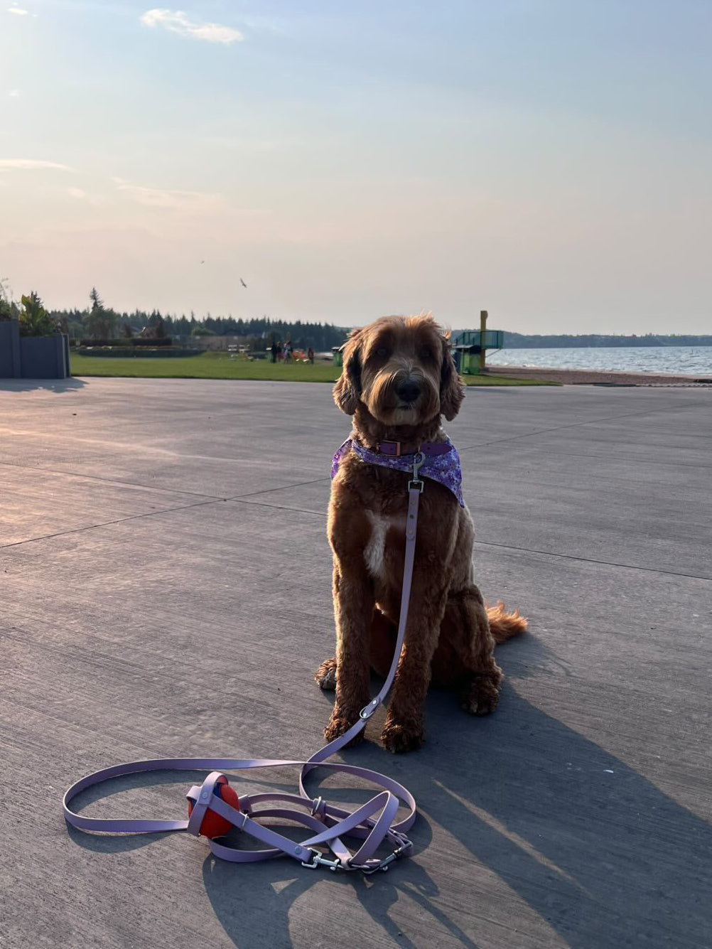 Hands-Free All-in-One Biothane Leash Lavender