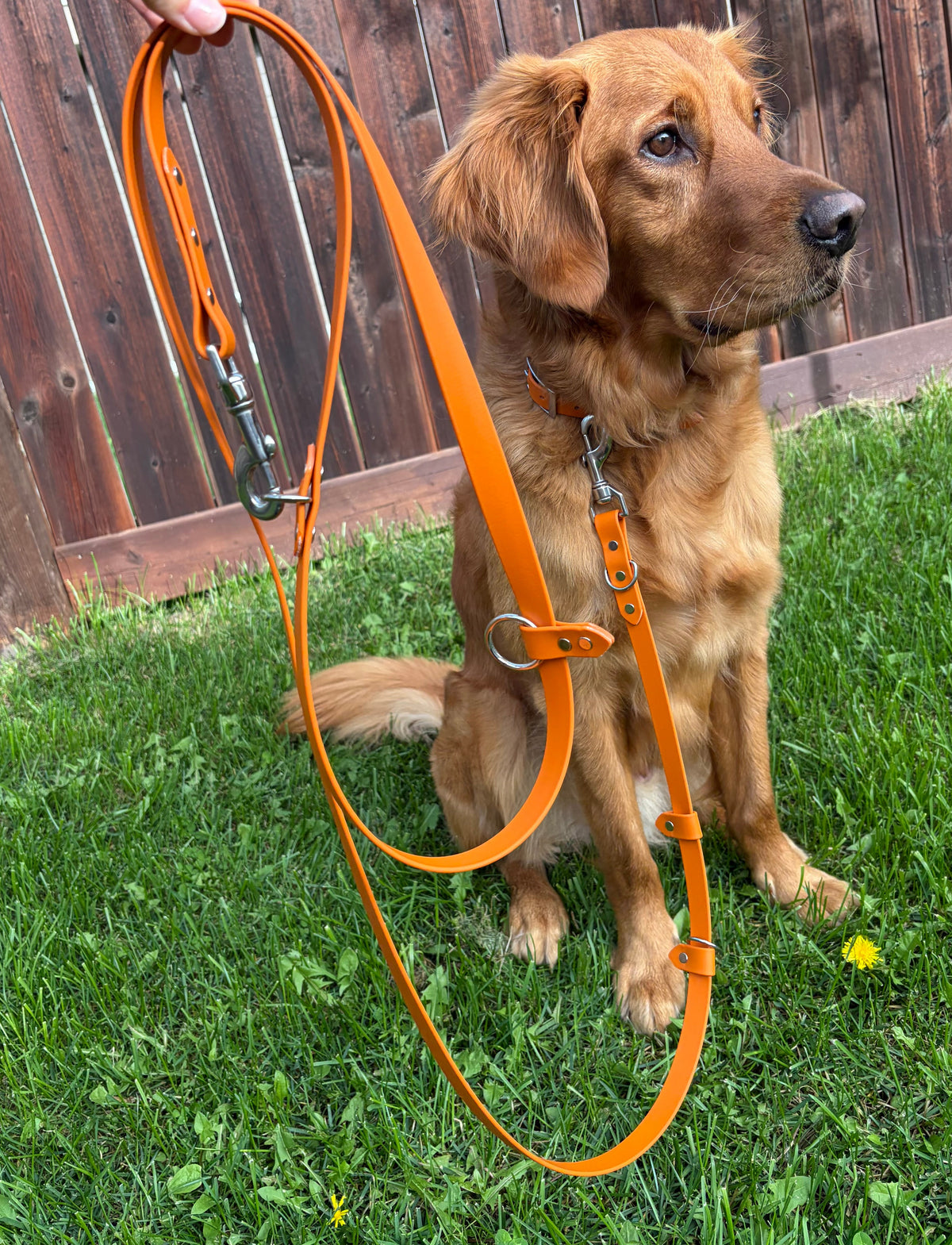 Hands-Free All-in-One Biothane Leash Pumpkin