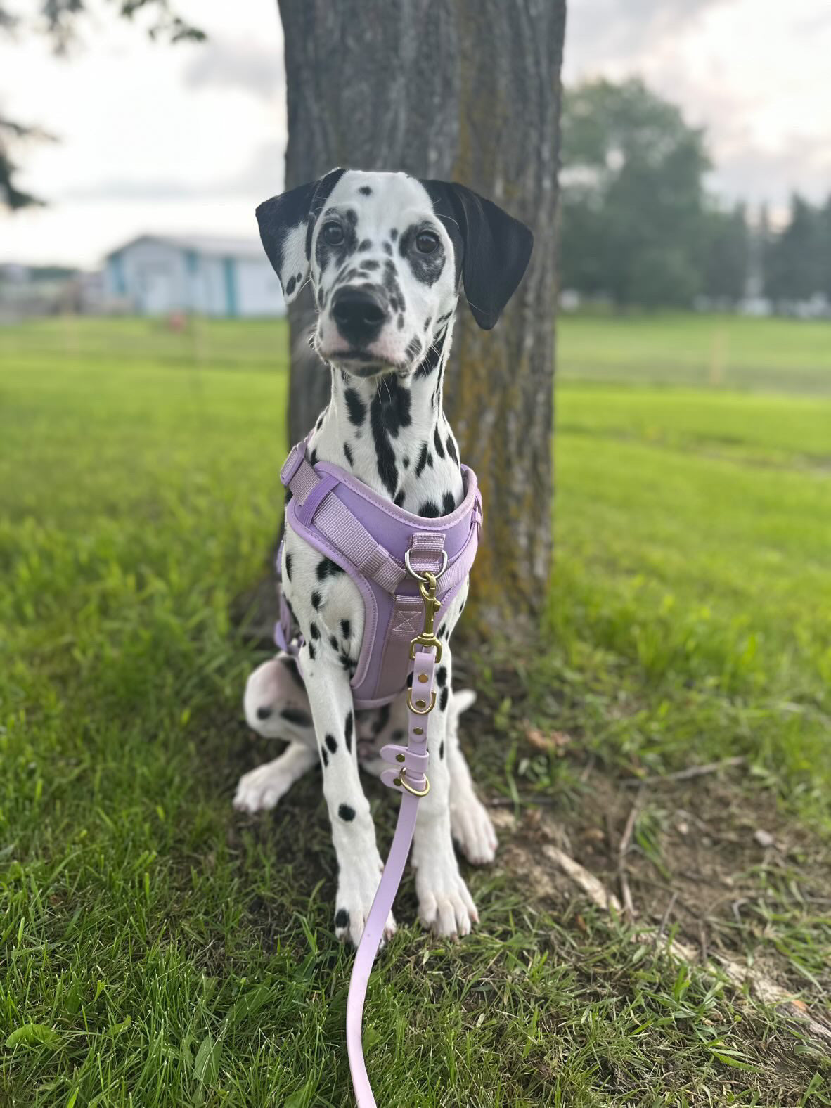 Hands-Free All-in-One Biothane Leash Lavender