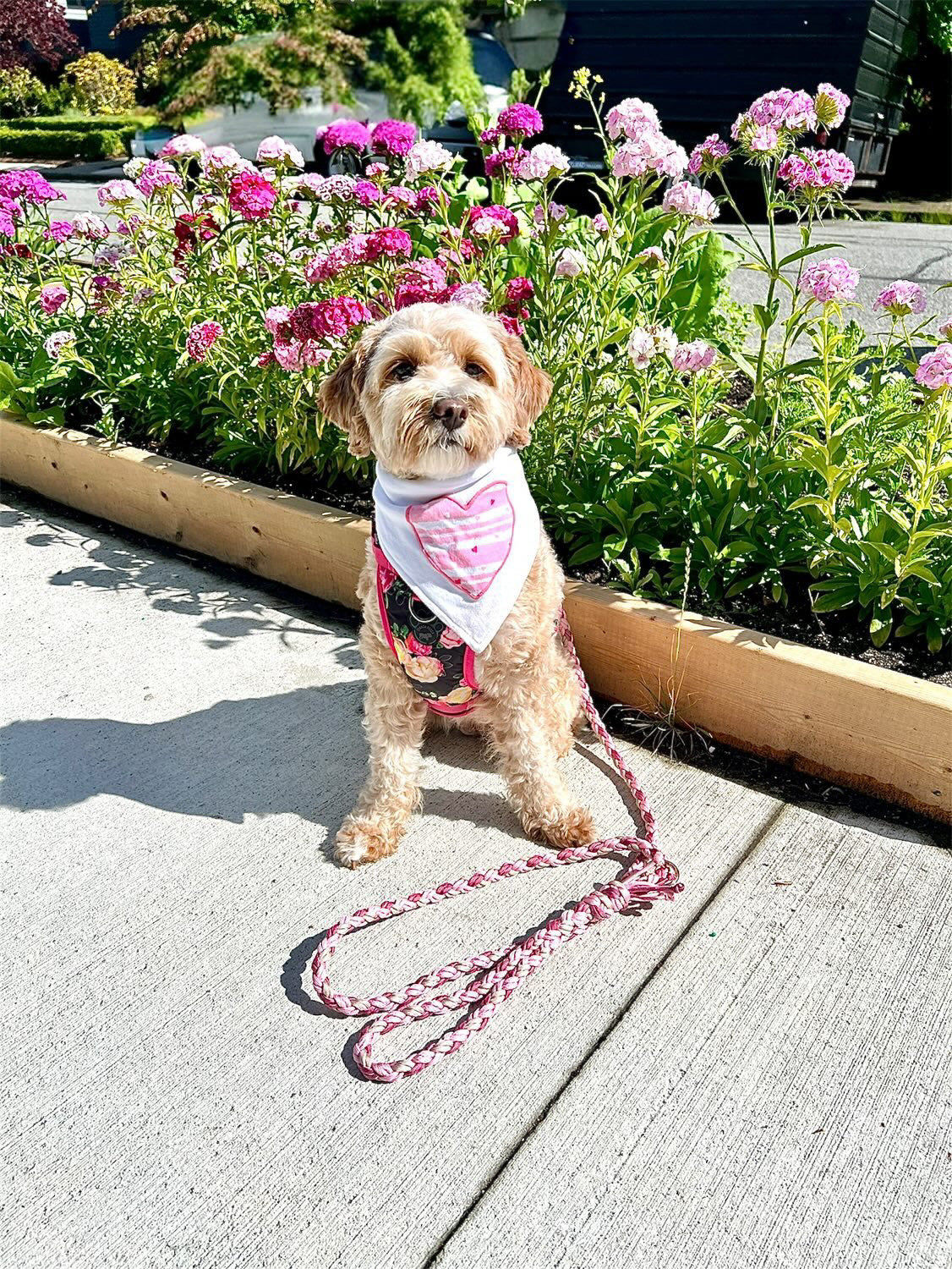 Pretty in Pink Paracord Leash