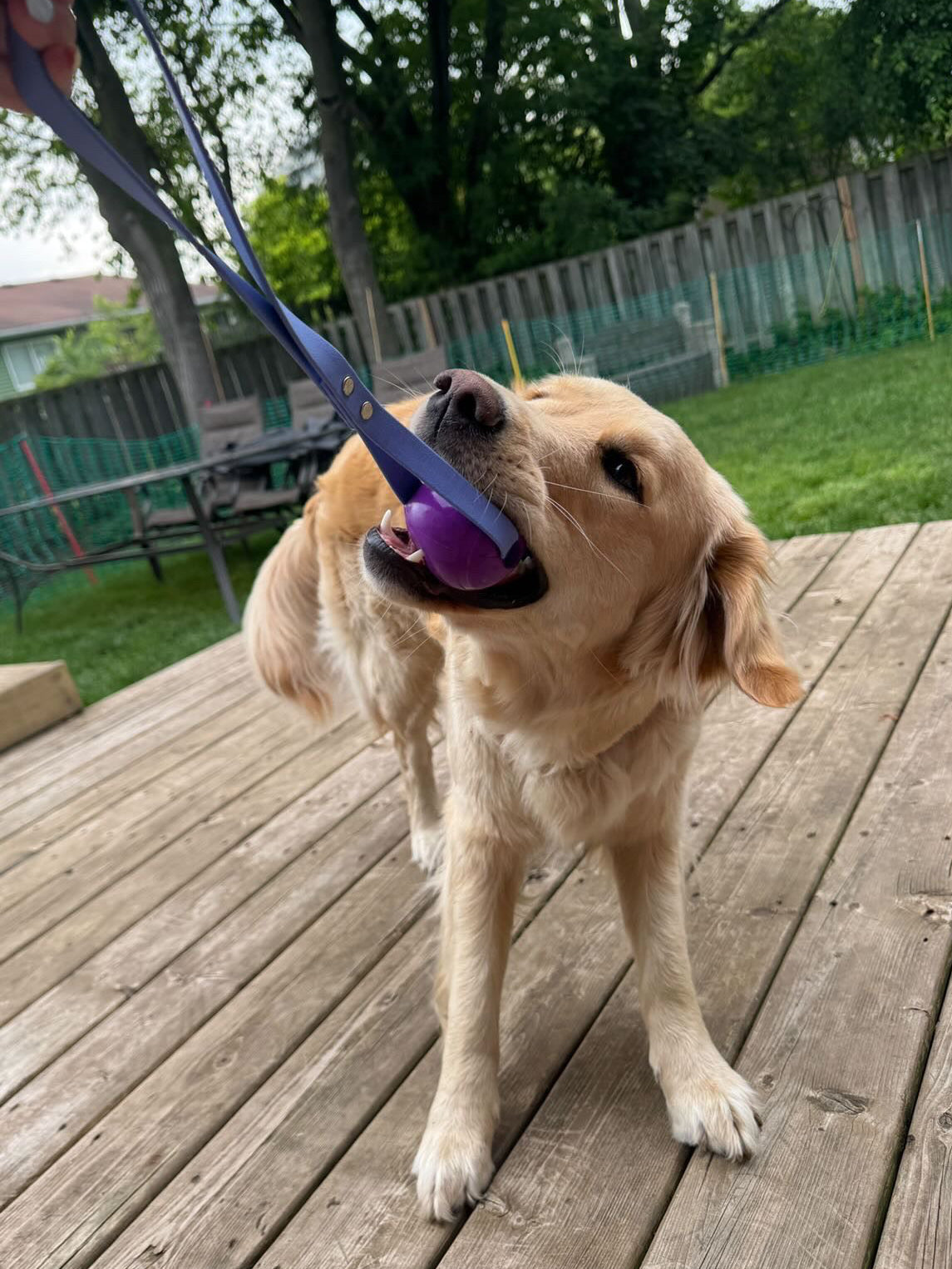 Biothane Tug Toy
