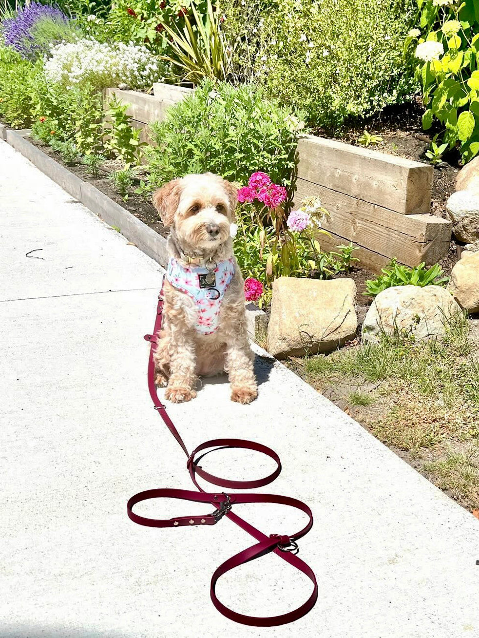 Hands-Free All-in-One Biothane Leash Wine