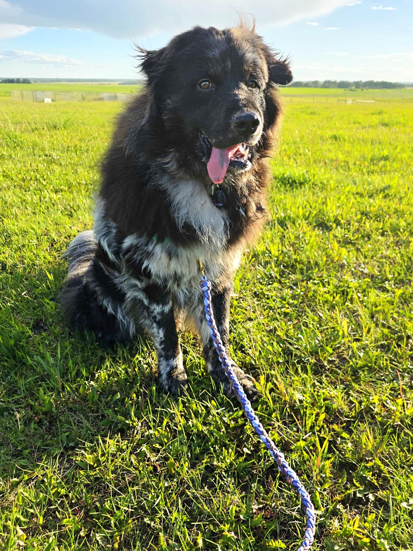 Plum Party Paracord Leash